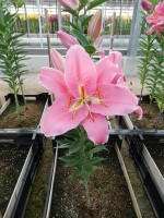 [4535 VH11 No01.JPG]